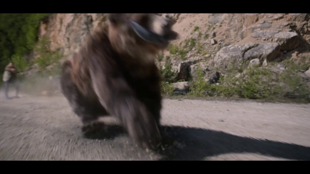 Video Reference: Vertebrate, Mammal, Grizzly bear, Primate, Old world monkey, Brown bear, Wildlife, Macaque, Bear, New World monkey