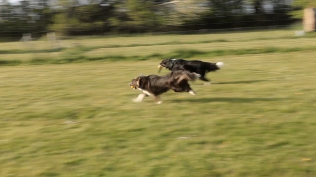 Video Reference: grass, dog, dog like mammal, dog breed group, obedience trial, dog breed, lawn, plant, pasture, border collie