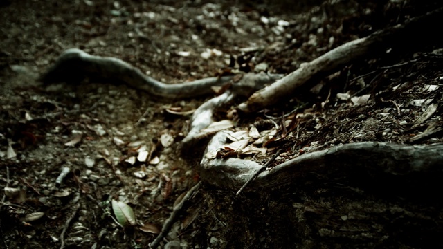 Video Reference: leaf, fauna, tree, forest, reptile, organism, soil, plant, wildlife, black and white