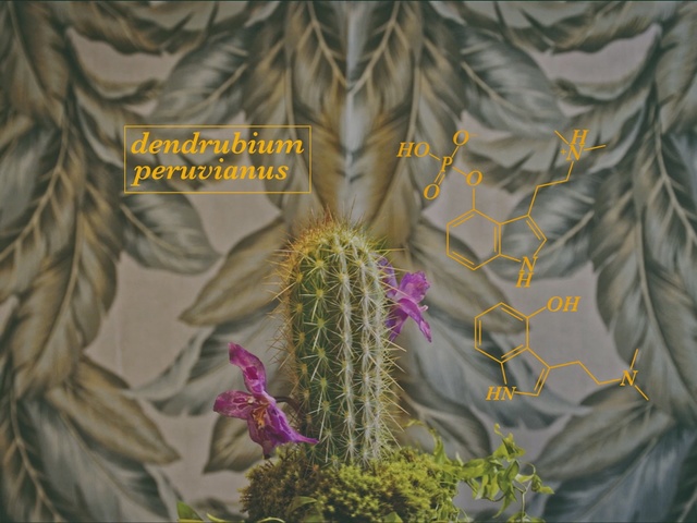 Video Reference: Terrestrial plant, Flower, Plant, Botany, Organism, Adaptation, Outerwear, Anthurium, Plant stem, Person