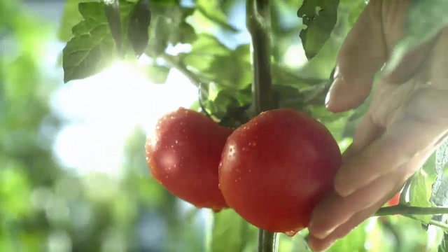 Video Reference: Flowering plant, Plant, Natural foods, Fruit, Local food, Food, Solanum, Flower, Tomato, Vegetable