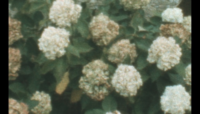 Video Reference: flora, plant, viburnum, flower, subshrub, shrub, Person