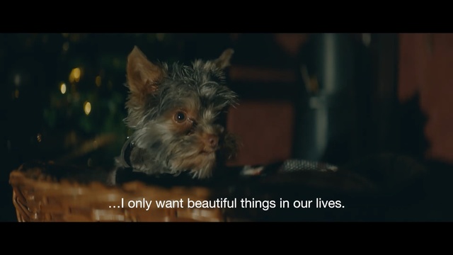 Video Reference: Whiskers, Yorkshire terrier, Darkness, Organism, Wildlife, Photo caption, Snout, Cairn terrier, Cat, Felidae