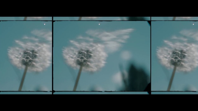 Video Reference: Sky, dandelion, Dandelion, Cloud, Flower, Plant, Glass, Black-and-white, Meteorological phenomenon, Window