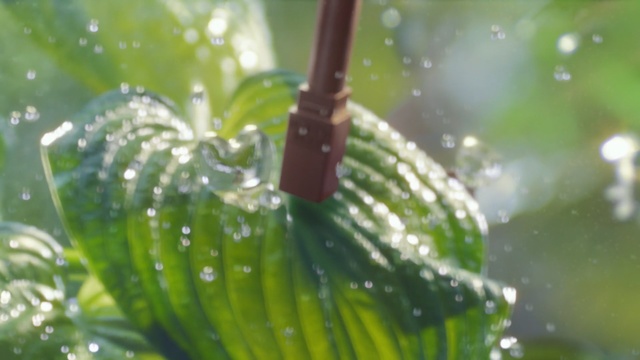 Video Reference: Moisture, Dew, Water, Green, Leaf, Macro photography, Drop, Plant, Plant stem, Terrestrial plant