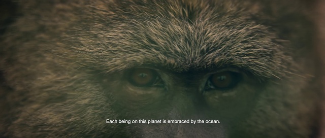 Video Reference: Close-up, Primate, Old world monkey, Eye, Snout, Adaptation, Organism, Wildlife, Terrestrial animal, Macaque