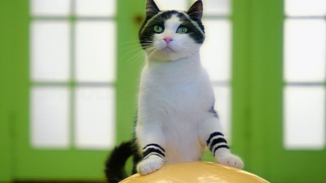 Video Reference: cat, small to medium sized cats, cat like mammal, whiskers, domestic short haired cat, european shorthair, aegean cat, japanese bobtail, snout, kitten