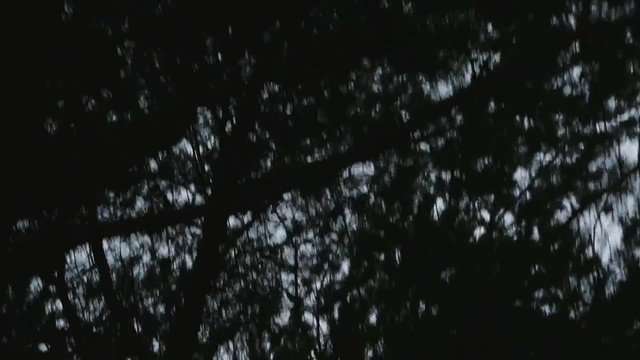 Video Reference: sky, black, nature, black and white, atmosphere, darkness, tree, monochrome photography, night, light