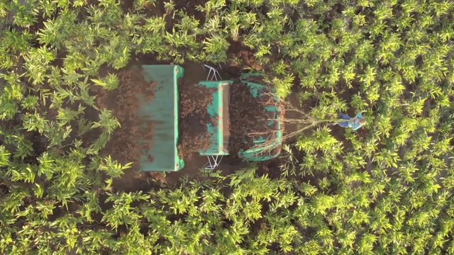 Video Reference: Property, Plant, Leaf, Branch, Window, Vegetation, Wood, Rectangle, Grass, Groundcover