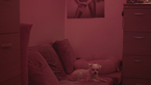 Video Reference: Pink, Red, Room, Dog, Canidae, Wall, Furniture, Couch, Magenta, Non-Sporting Group, Person
