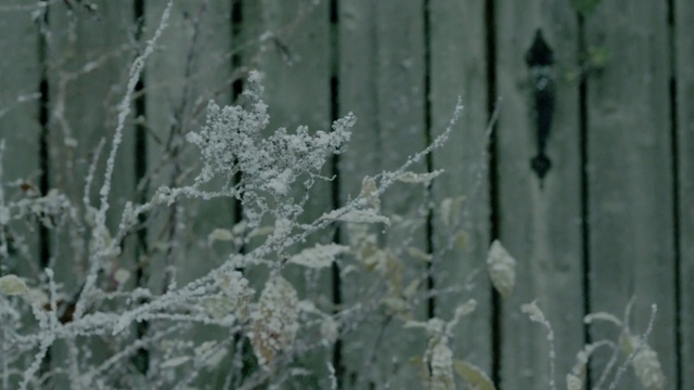 Video Reference: Frost, Plant, Freezing, Grass, Leaf, Branch, Wood, Tree, Twig, Winter
