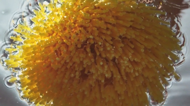 Video Reference: Yellow, Cuisine, Dish, Ingredient, Plant, Flower, Food, Recipe, Pollen