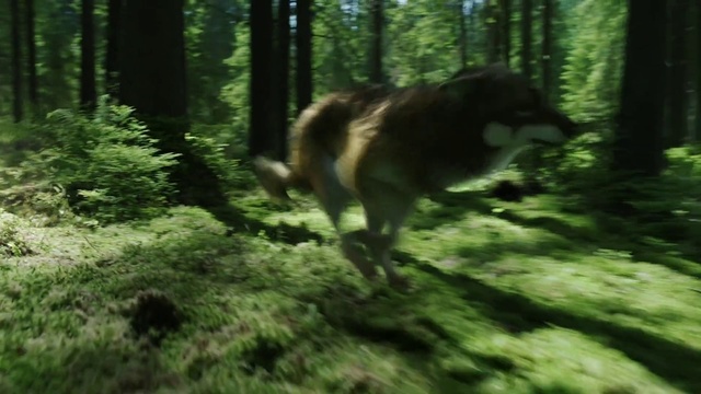 Video Reference: Nature, Old-growth forest, Green, Forest, Natural environment, Biome, Wildlife, Woodland, Natural landscape, Tree, Grass, Outdoor, Animal, Mammal, Black, Lush, Path, Walking, White, Brown, Dog, Hill, Field, Standing, Cat, Grassy, Bear, Carnivore, Wolf, Wood, Wooded, Hillside