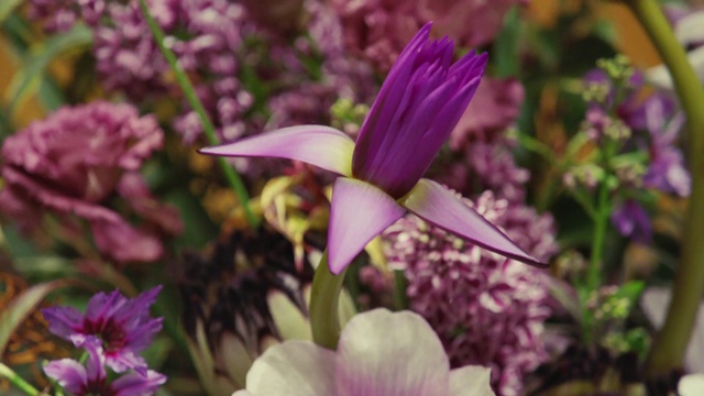Video Reference: Flower, Plant, Botany, Nature, Purple, Petal, Leaf, Terrestrial plant, Violet, Groundcover