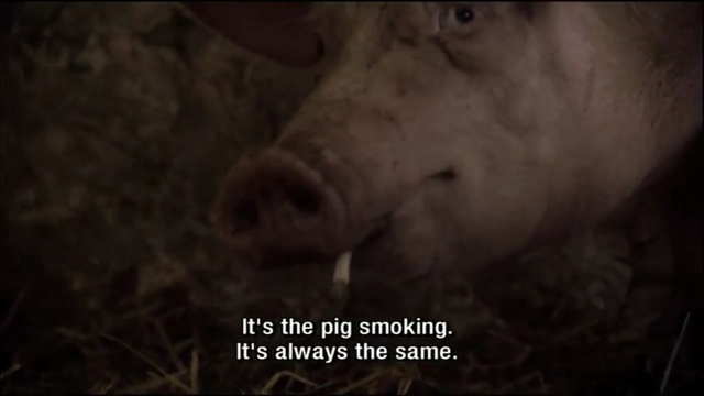 Video Reference: pig like mammal, mammal, domestic pig, pig, fauna, photo caption, snout, organism, livestock, screenshot