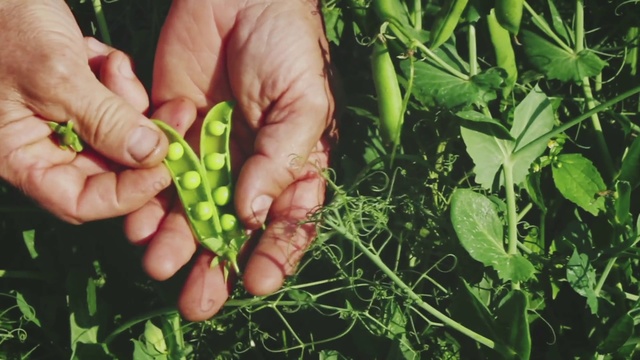 Video Reference: Plant, Hand, Finger, Grass, Flower, Legume