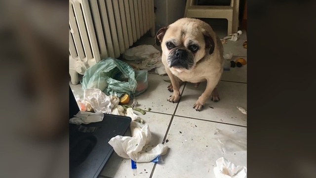 Video Reference: Dog, Canidae, Mammal, Dog breed, Pug, Snout, Companion dog, Carnivore, Bulldog, Puppy