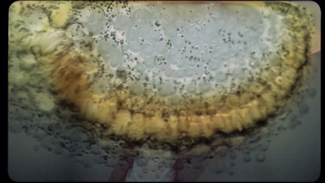 Video Reference: Water, Organism, Circle, Painting, Art, Mold, Still life photography, Person