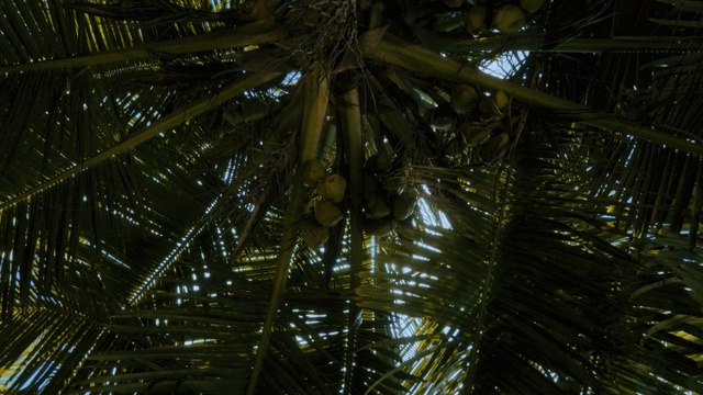 Video Reference: tree, arecales, light, palm tree, night, branch, plant, sunlight, darkness, computer wallpaper