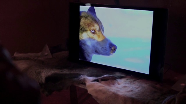 Video Reference: Wolf, Canidae, Wildlife, Room, Technology, Wolfdog, Screenshot, Flat panel display, Fur, Carnivore