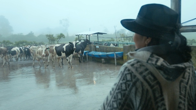 Video Reference: Bovine, Mode of transport, Working animal, Rural area, Herd, Dairy cow, Adaptation, Livestock, Pack animal, Vehicle