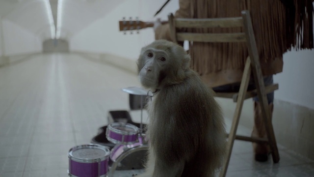 Video Reference: Rhesus macaque, Macaque, Primate