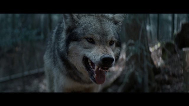 Video Reference: Mammal, Wolf, Vertebrate, Wildlife, Canidae, Canis, Red wolf, Snout, Carnivore, Werewolf, Dog, Animal, Looking, Brown, Photo, Black, Sitting, White, Head, Standing, Mouth, Large, Fox, Colored