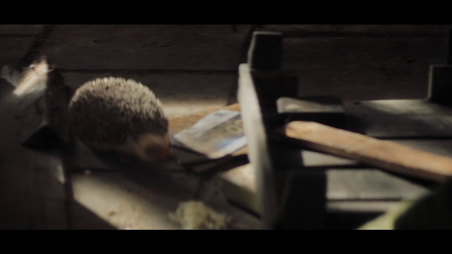 Video Reference: Erinaceidae, Muridae, Muroidea, Hedgehog, Darkness, Still life photography