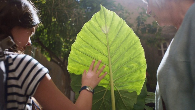 Video Reference: Leaf, Green, Plant, Botany, Flower, Tree, Adaptation, Xanthosoma