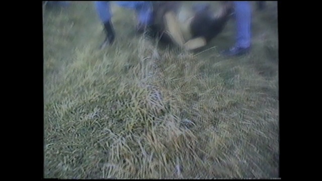 Video Reference: Grass, Wildlife, Grass, Screenshot, Plant, Sporting Group, Dog breed, Fur, Grassland