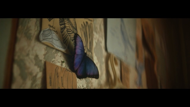 Video Reference: Blue, Brown, Organism, Snapshot, Purple, Formation, Wing, Violet, Eye, Arm