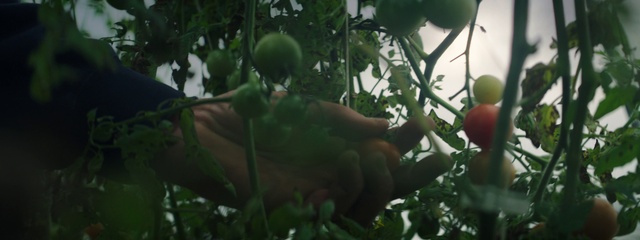 Video Reference: Green, Natural environment, Plant, Leaf, Branch, Jungle, Tree, Citrus, Fruit, Fruit tree