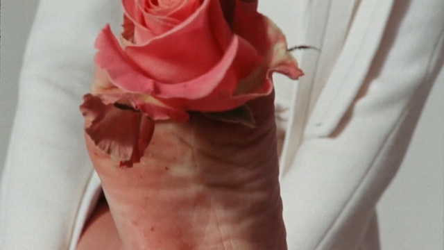 Video Reference: pink, rose family, petal, peach, leg, flower, rose, shoe, rose order, joint, Person