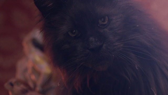 Video Reference: Black cat, Cat, Black, Whiskers, Felidae, Small to medium-sized cats, Sky, Eye, Snout, Nose