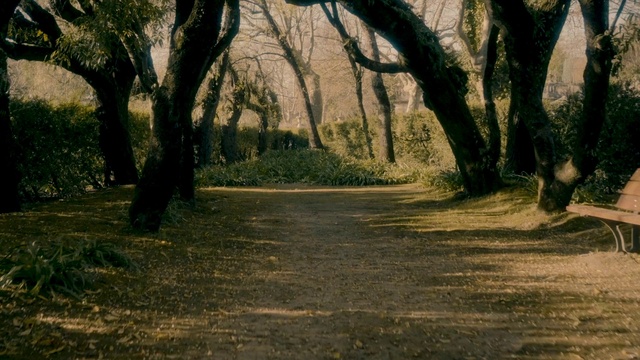 Video Reference: Tree, Natural landscape, Nature, Natural environment, Woodland, Vegetation, Sunlight, Light, Leaf, Forest