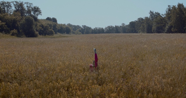 Video Reference: Field, Grassland, Grass family, Crop, Plain, Prairie, Grass, Ecoregion, Land lot, Straw
