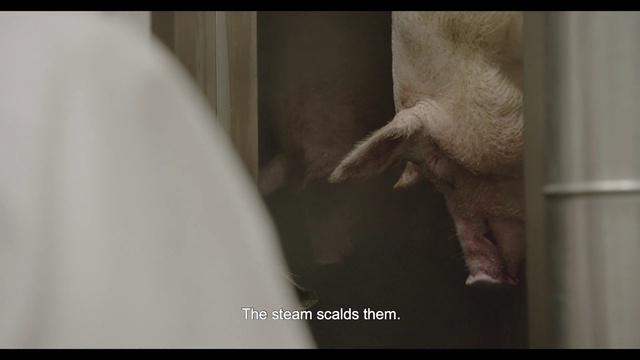 Video Reference: Adaptation, Snout, Fur, Photo caption, Organism, Photography