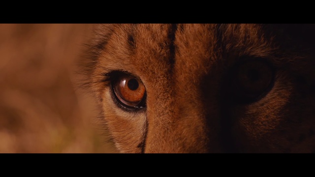 Video Reference: Mammal, Vertebrate, Wildlife, Felidae, Whiskers, Eye, Close-up, Nose, Iris, Snout