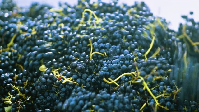Video Reference: Plant, Berry, Fruit, Bilberry, Flower, Elderberry, Natural foods, Superfood, Vitis, Food