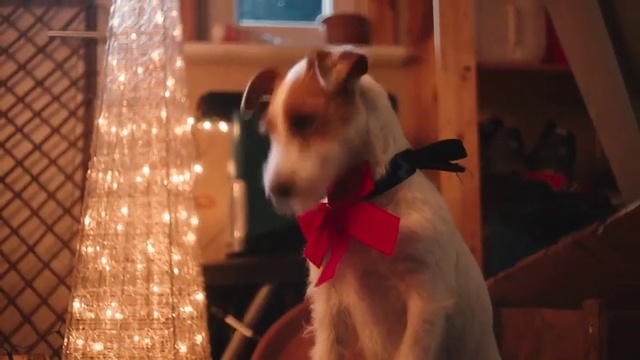 Video Reference: Vertebrate, Mammal, Canidae, Dog, Dog breed, Carnivore, Snout, Fawn, Jack russell terrier, Fox terrier