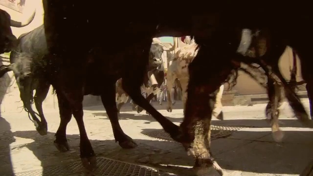 Video Reference: Vertebrate, Mammal, Bovine, Camel, Snout, Livestock, Working animal, Camelid, Dairy, Pack animal