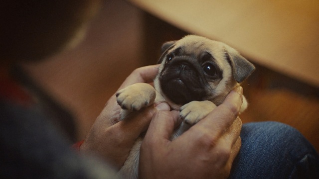 Video Reference: dog, pug, dog like mammal, dog breed, mammal, skin, vertebrate, puppy, dog breed group, snout