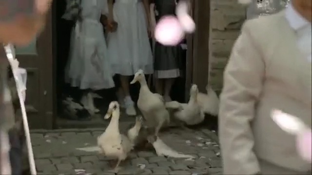 Video Reference: Pigeons and doves, Bird, Dress, Duck, Wedding dress, Person