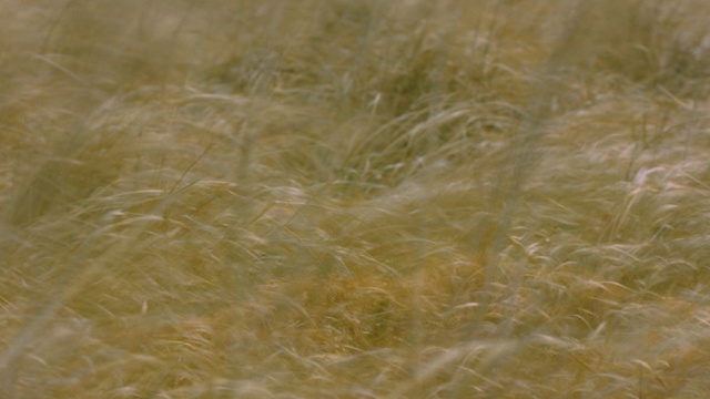 Video Reference: grass, grass family, grain, commodity, food grain