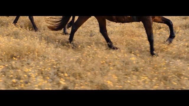 Video Reference: wildlife, fauna, horse like mammal, horse, grass, mustang horse, savanna, prairie, mane, tree, Person