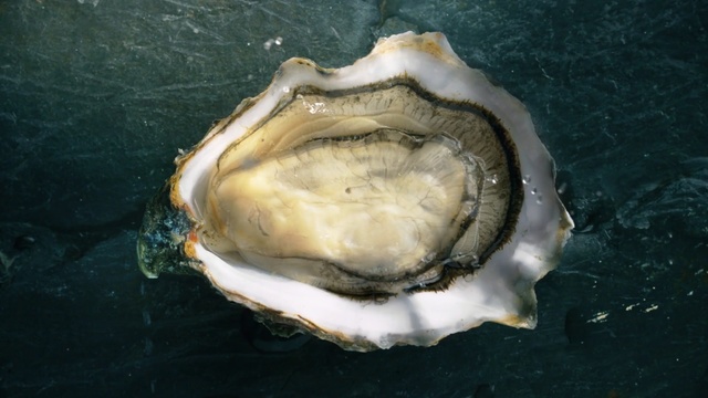 Video Reference: Oyster, Bivalve, Seafood, Abalone, Shellfish, Invertebrate, Clam, Jaw, Molluscs, Giant clam