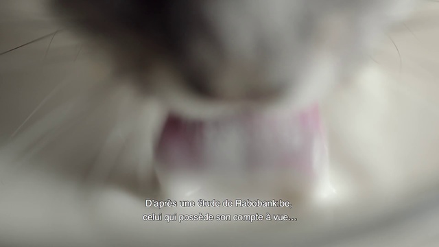 Video Reference: Nose, Pink, Close-up, Fur, Font, Mouth, Photography, Cat, Ear, Whiskers, Abstract, Blur