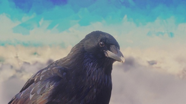 Video Reference: Bird, Sky, Cloud, Accipitridae, Beak, Raven, Feather, Falconiformes, Accipitriformes, Wing