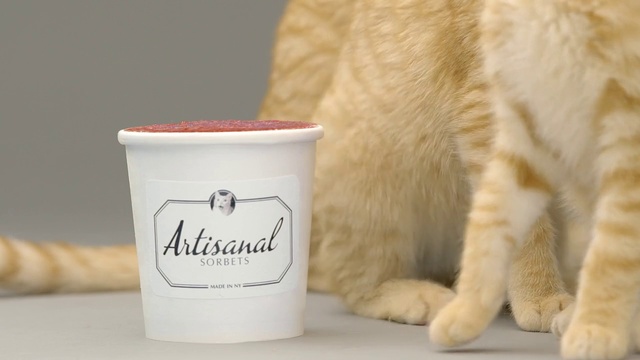 Video Reference: Cat, Felidae, Dairy