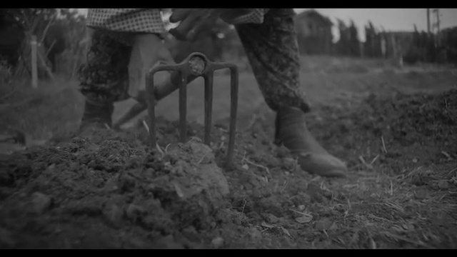 Video Reference: photograph, black, black and white, nature, monochrome photography, mammal, tree, photography, soil, monochrome